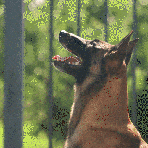 Anti Bark Device